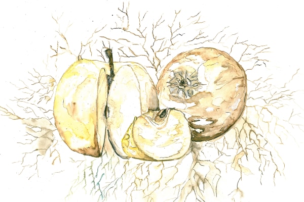 Aquarellzeichnung mit Äpfeln