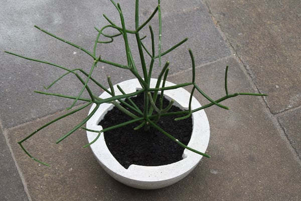 Beton-Blumentopf